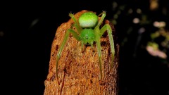 Araneus uniformis