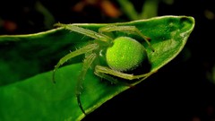 Araneus uniformis