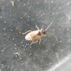 Plesiodema pinetella