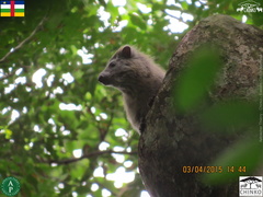 Dendrohyrax dorsalis