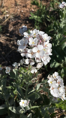 Dimorphocarpa wislizeni