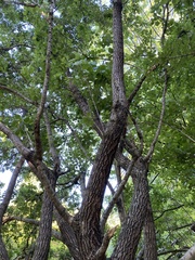 Chionanthus retusus