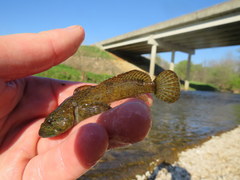 Cottus hypselurus
