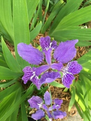 Iris tectorum