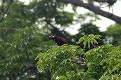 Psarocolius montezuma