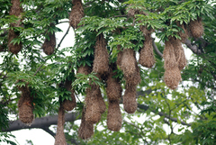 Psarocolius montezuma