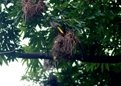 Psarocolius montezuma