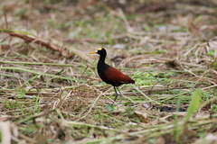 Jacana spinosa