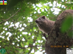 Dendrohyrax dorsalis