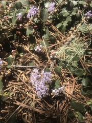 Ceanothus pinetorum