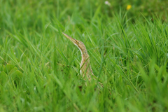 Botaurus pinnatus