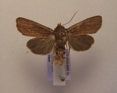 Ichneutica inscripta