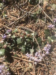 Ceanothus pinetorum