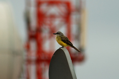 Tyrannus melancholicus