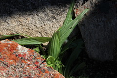 Empodium namaquensis