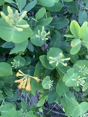 Lonicera arizonica