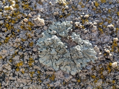 Xanthoparmelia maricopensis