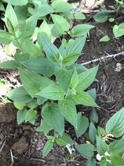 Mertensia paniculata