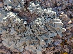 Xanthoparmelia maricopensis