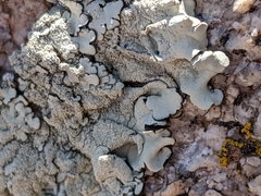 Xanthoparmelia maricopensis