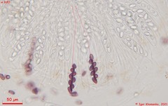 Ascobolus sacchariferus