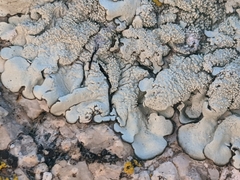 Xanthoparmelia maricopensis