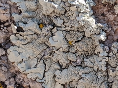 Xanthoparmelia maricopensis