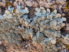 Xanthoparmelia maricopensis