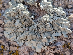 Xanthoparmelia maricopensis