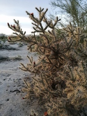 Cylindropuntia sanfelipensis