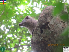 Dendrohyrax dorsalis