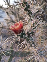 Cylindropuntia sanfelipensis