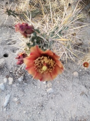 Cylindropuntia sanfelipensis