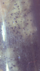 Aspergillus niger