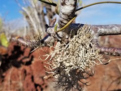 Ramalina darwiniana