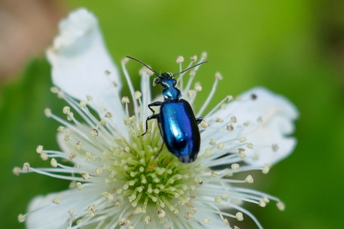 Flower Lebia Beetle photo 5