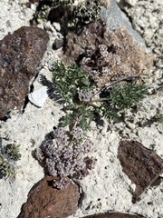 Lomatium bentonitum