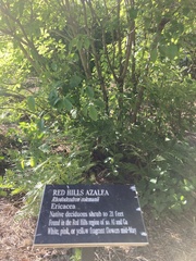 Rhododendron colemanii