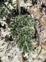 Lomatium bentonitum