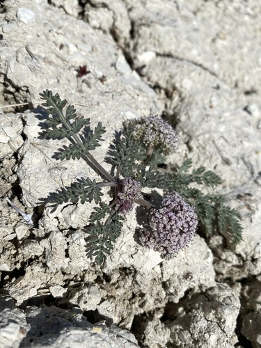 bentonite desertparsley (Lomatium bentonitum)