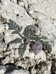 Lomatium bentonitum