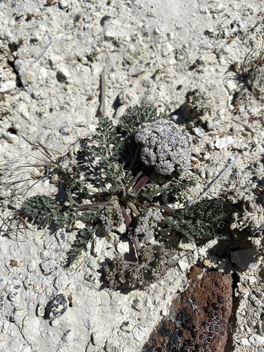 Image of Lomatium bentonitum by (c) Matt Berger, some rights reserved (CC BY)