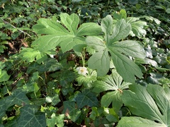 Podophyllum