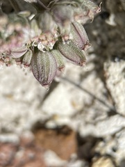Lomatium bentonitum