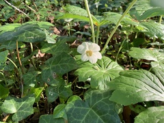 Podophyllum