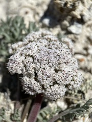 Lomatium bentonitum