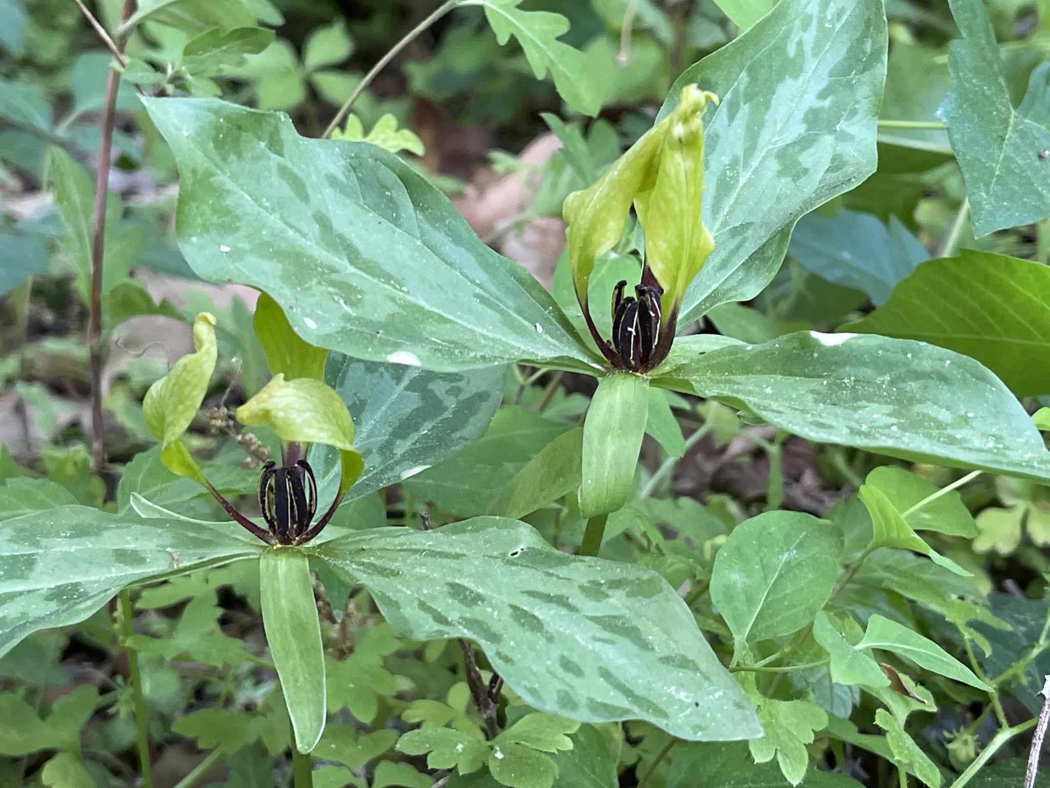 Trillium oostingii