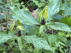 Trillium oostingii