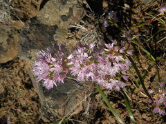 Allium lemmonii