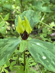 Trillium oostingii